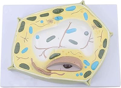 Medical Models, Plant Cell Model,20000X Magnification Plant Cell Micro Structural Anatomy Model,for Biological Study Learn Tool,Medical Teaching Training Aid